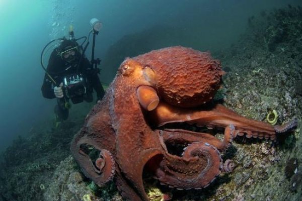 Kraken 22 аt