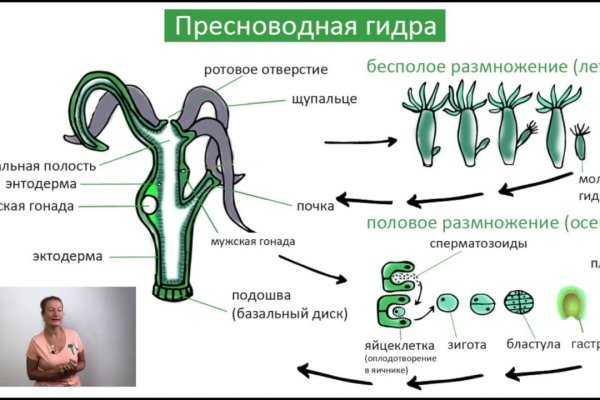 Ссылки зеркала на kraken